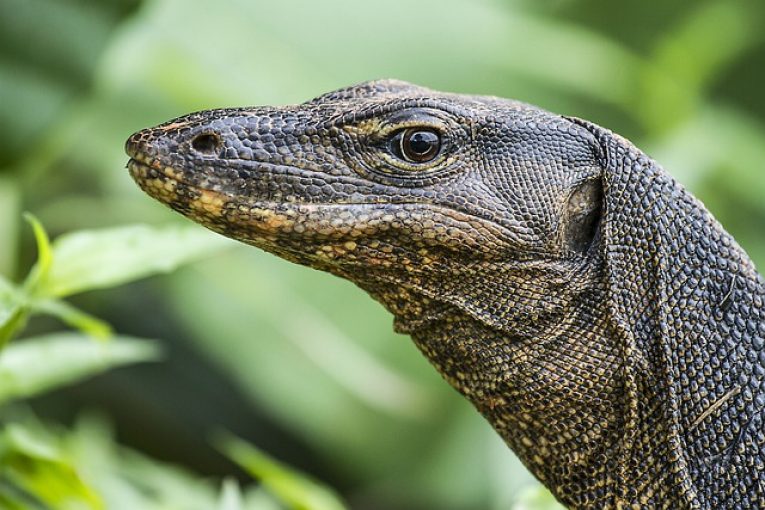 WATCH Giant Monitor Lizard scaling wall of a grocery store in Thailand